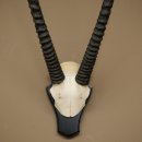 Oryx (Oryx gazella) Horn length 89 cm Antelope Oryx Africa Skull trophy Trophy plaque 88.3.114