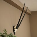Oryx (Oryx gazella) Horn length 89 cm Antelope Oryx...