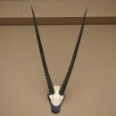 Oryx (Oryx gazella) Horn length 89 cm Antelope Oryx Africa Skull trophy Trophy plaque 88.3.114