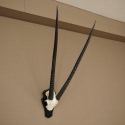 Oryx (Oryx gazella) Horn length 89 cm Antelope Oryx Africa Skull trophy Trophy plaque 88.3.114