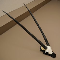 Oryx (Oryx gazella) Horn length 89 cm Antelope Oryx Africa Skull trophy Trophy plaque 88.3.114
