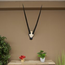 Oryx (Oryx gazella) Horn length 89 cm Antelope Oryx Africa Skull trophy Trophy plaque 88.3.114