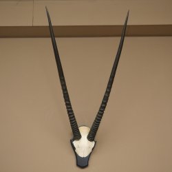 Oryx (Oryx gazella) Horn length 89 cm Antelope Oryx Africa Skull trophy Trophy plaque 88.3.114
