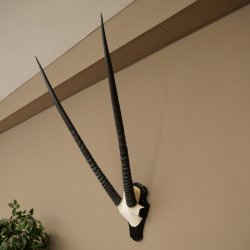 Oryx (Oryx gazella) Horn length 89 cm Antelope Oryx Africa Skull trophy Trophy plaque 88.3.114
