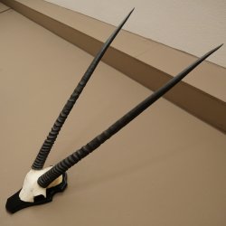 Oryx (Oryx gazella) Horn length 89 cm Antelope Oryx Africa Skull trophy Trophy plaque 88.3.114