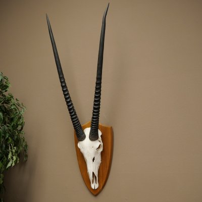Órix (Oryx gazella) Longitud del cuerno: 87 cm Antílope Órix África Trofeo de cráneo Placa de trofeo 88.3.115