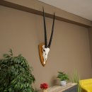 Oryx (Oryx gazella) Lunghezza del corno 87 cm Antilope...