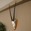 Órix (Oryx gazella) Longitud del cuerno: 87 cm Antílope Órix África Trofeo de cráneo Placa de trofeo 88.3.115