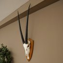 Órix (Oryx gazella) Longitud del cuerno: 87 cm Antílope Órix África Trofeo de cráneo Placa de trofeo 88.3.115