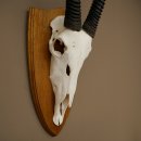 Órix (Oryx gazella) Longitud del cuerno: 87 cm Antílope Órix África Trofeo de cráneo Placa de trofeo 88.3.115