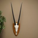 Órix (Oryx gazella) Longitud del cuerno: 87 cm Antílope Órix África Trofeo de cráneo Placa de trofeo 88.3.115