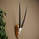 Órix (Oryx gazella) Longitud del cuerno: 87 cm Antílope Órix África Trofeo de cráneo Placa de trofeo 88.3.115