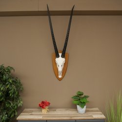 Órix (Oryx gazella) Longitud del cuerno: 87 cm Antílope Órix África Trofeo de cráneo Placa de trofeo 88.3.115