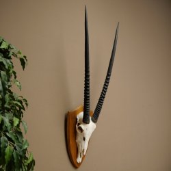 Órix (Oryx gazella) Longitud del cuerno: 87 cm Antílope Órix África Trofeo de cráneo Placa de trofeo 88.3.115