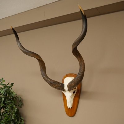 Kudu (Tragelaphus strepsiceros) Antilope Hoogte 116 cm Hoorns los Skelet-trofee Afrika Trofee 88.2.64