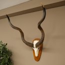 Kudu (Tragelaphus strepsiceros) Antilope Hoogte 116 cm Hoorns los Skelet-trofee Afrika Trofee 88.2.64