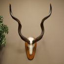 Kudu (Tragelaphus strepsiceros) Antilope Hoogte 116 cm Hoorns los Skelet-trofee Afrika Trofee 88.2.64