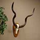Kudu (Tragelaphus strepsiceros) Antilope Hoogte 116 cm Hoorns los Skelet-trofee Afrika Trofee 88.2.64