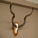 Kudu (Tragelaphus strepsiceros) Antilope Hoogte 116 cm Hoorns los Skelet-trofee Afrika Trofee 88.2.64
