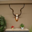 Kudu (Tragelaphus strepsiceros) Antilope Hoogte 116 cm Hoorns los Skelet-trofee Afrika Trofee 88.2.64
