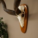 Kudu (Tragelaphus strepsiceros) Antilope Hoogte 116 cm Hoorns los Skelet-trofee Afrika Trofee 88.2.64