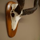 Kudu (Tragelaphus strepsiceros) Antilope Hoogte 116 cm Hoorns los Skelet-trofee Afrika Trofee 88.2.64