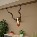 Kudu (Tragelaphus strepsiceros) Antilope Hoogte 116 cm Hoorns los Skelet-trofee Afrika Trofee 88.2.64