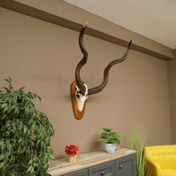 Kudu (Tragelaphus strepsiceros) Antilope Hoogte 116 cm Hoorns los Skelet-trofee Afrika Trofee 88.2.64
