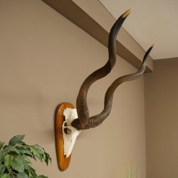Kudu (Tragelaphus strepsiceros) Antilope Hoogte 116 cm Hoorns los Skelet-trofee Afrika Trofee 88.2.64