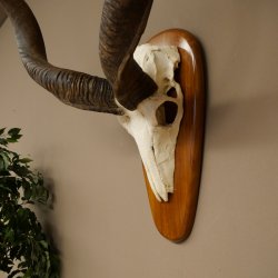 Kudu (Tragelaphus strepsiceros) Antilope Hoogte 116 cm Hoorns los Skelet-trofee Afrika Trofee 88.2.64