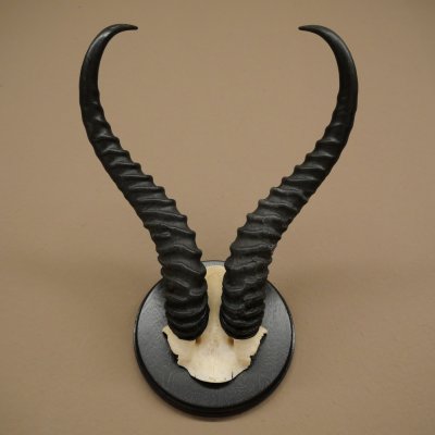 Springbok-antilope trofee, schedel trofee HL 36 cm op trofeeschild 88.6.106