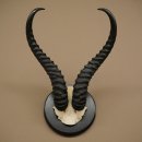 Trofeo di antilope springbok, trofeo cranio, altezza 36...