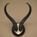 Springbok-antilope trofee, schedel trofee HL 36 cm op trofeeschild 88.6.106
