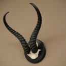 Springbok-antilope trofee, schedel trofee HL 36 cm op trofeeschild 88.6.106