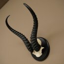 Springbok-antilope trofee, schedel trofee HL 36 cm op trofeeschild 88.6.106