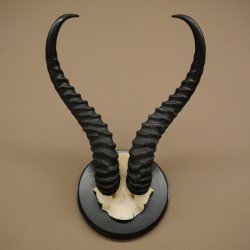 Springbok-antilope trofee, schedel trofee HL 36 cm op trofeeschild 88.6.106