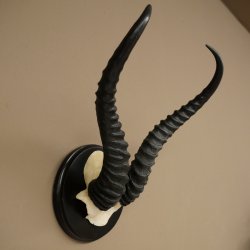 Springbok-antilope trofee, schedel trofee HL 36 cm op trofeeschild 88.6.106