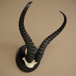 Springbok-antilope trofee, schedel trofee HL 36 cm op trofeeschild 88.6.106