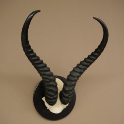 Springbok-antilope trofee, schedel trofee HL 36 cm op trofeeschild 88.6.106