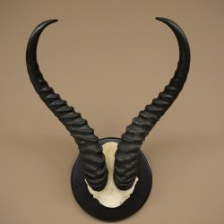Springbok-antilope trofee, schedel trofee HL 36 cm op trofeeschild 88.6.106