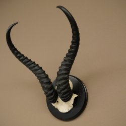 Springbok-antilope trofee, schedel trofee HL 36 cm op trofeeschild 88.6.106