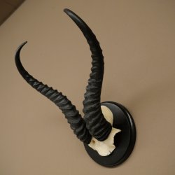 Springbok-antilope trofee, schedel trofee HL 36 cm op trofeeschild 88.6.106