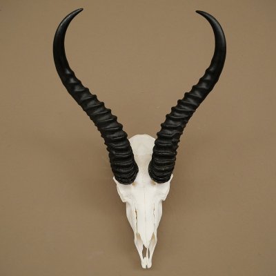 Trofeo de antílope springbok (cráneo) HL 29 cm 88.6.107
