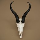 Trofeo de antílope springbok (cráneo) HL 29 cm 88.6.107