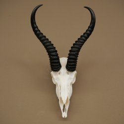Trofeo de antílope springbok (cráneo) HL 29 cm 88.6.107