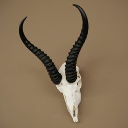 Trofeo de antílope springbok (cráneo) HL 29 cm 88.6.107