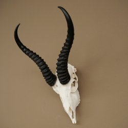 Trofeo de antílope springbok (cráneo) HL 29 cm 88.6.107