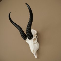 Trofeo de antílope springbok (cráneo) HL 29 cm 88.6.107