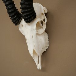 Trofeo de antílope springbok (cráneo) HL 29 cm 88.6.107