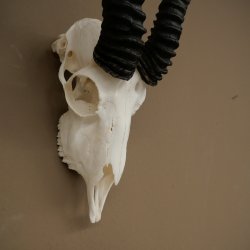 Trofeo de antílope springbok (cráneo) HL 29 cm 88.6.107